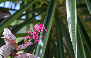 One of the many flowers in bloom, Illes des Saints.